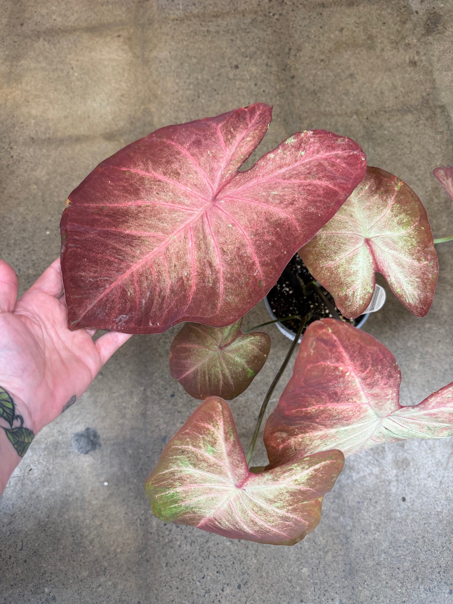 Caladium Strap Leaf Crème Brûlée