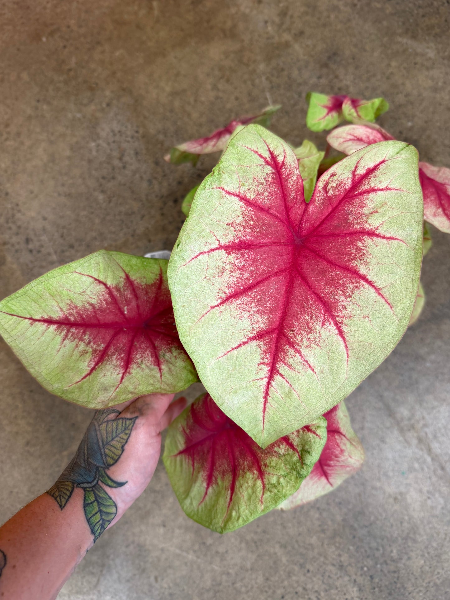 Caladium Fancy Leaf Lemon Blush