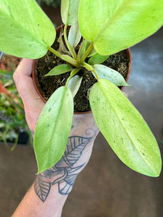 Philodendron Snowdrift