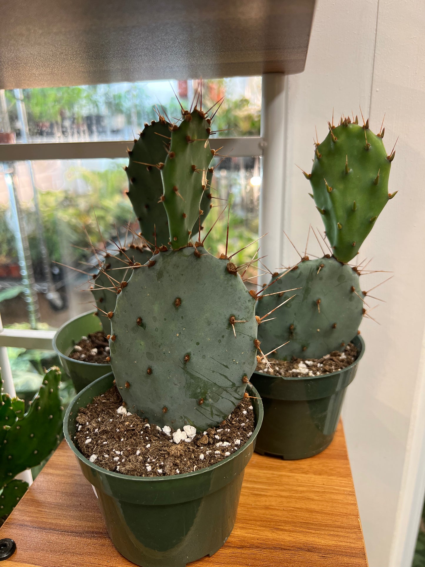 Opuntia Gosseliniana