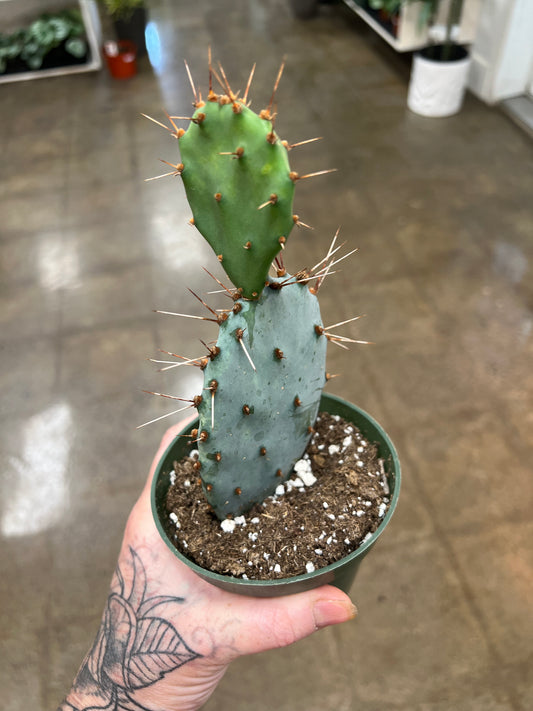 Opuntia Gosseliniana