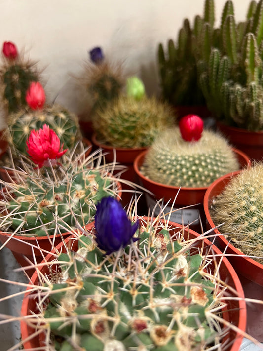 Cactus en Fleur de paille