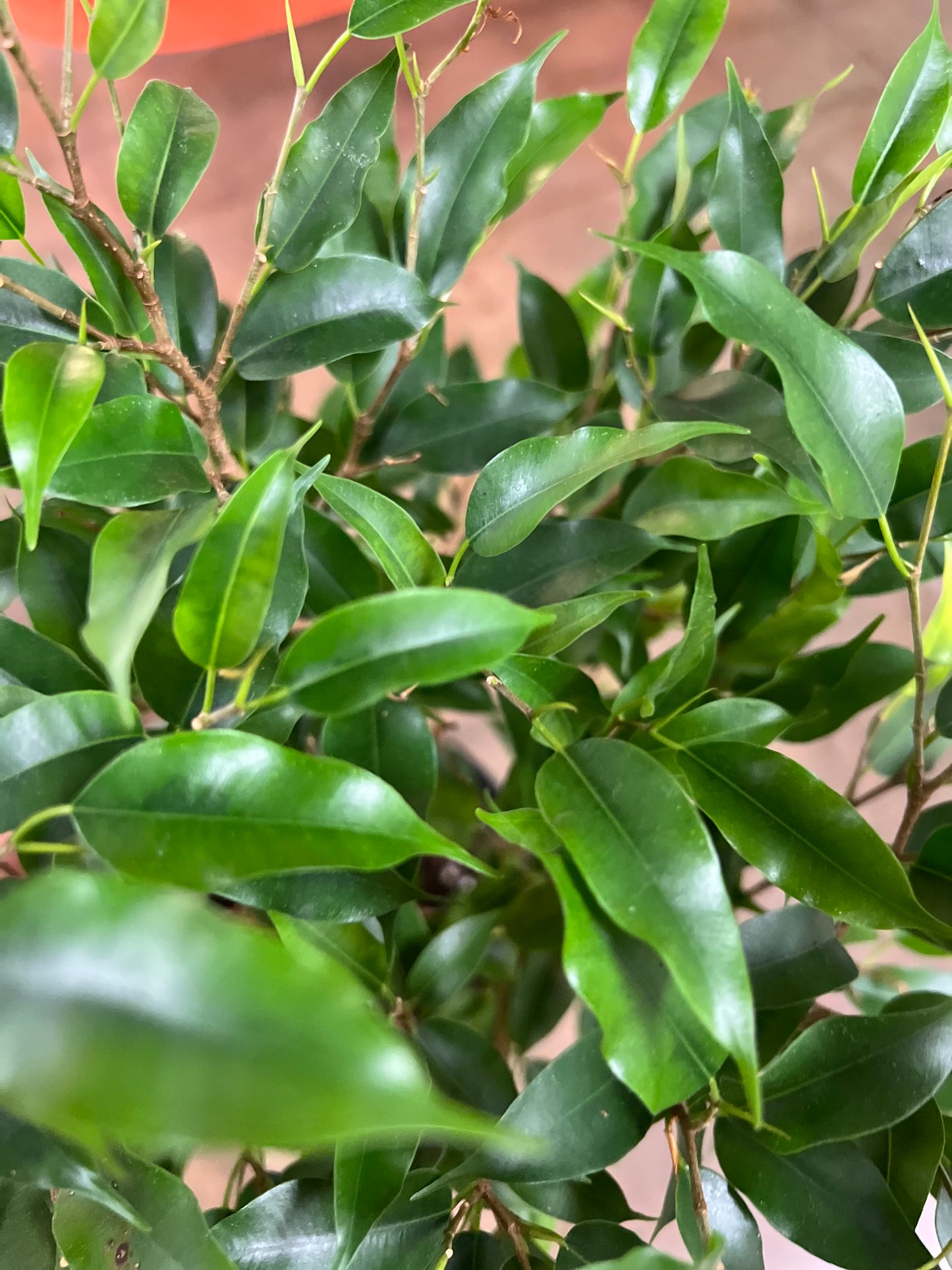 Ficus Benjamina Bush