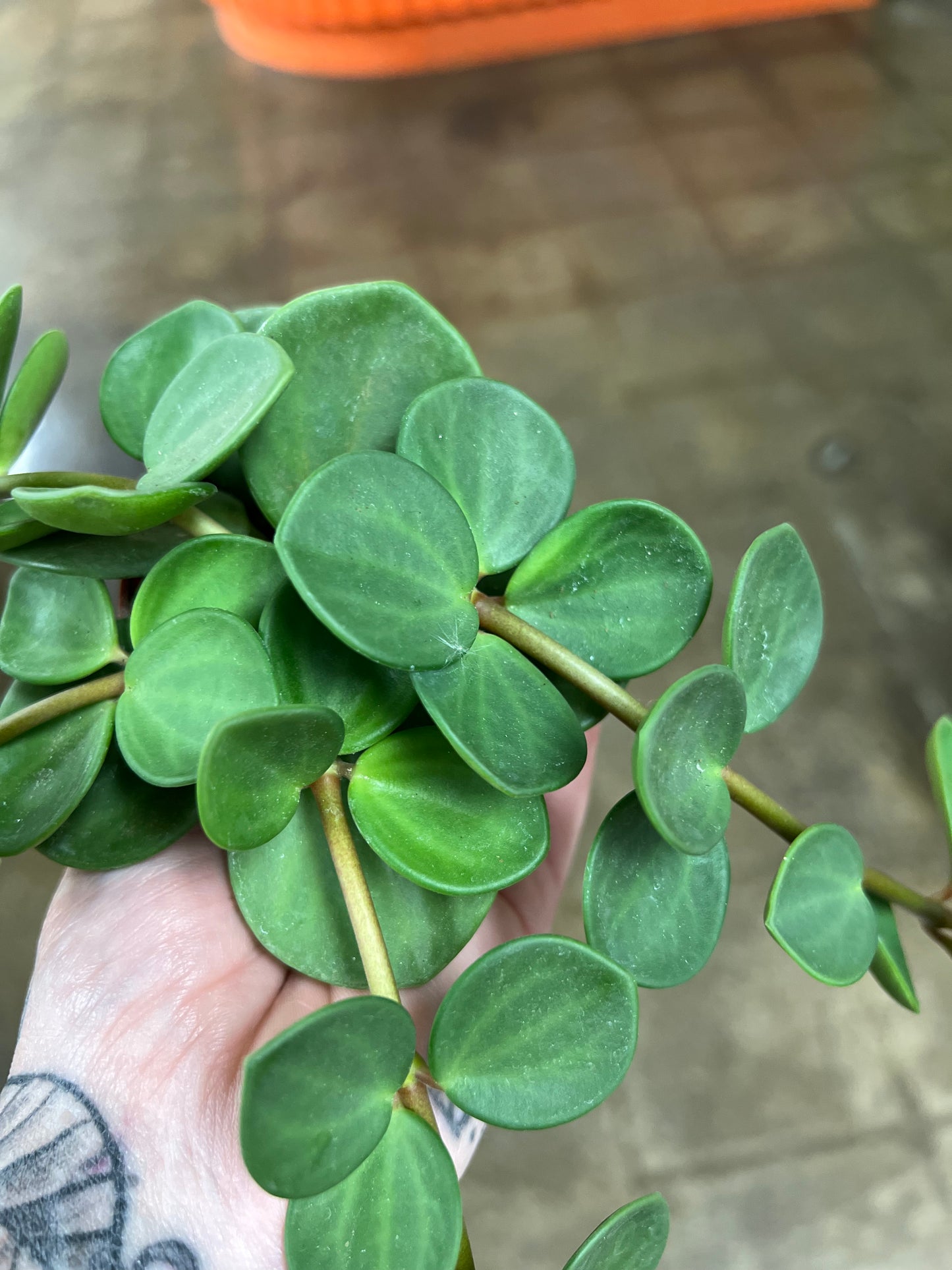 Peperomia hope