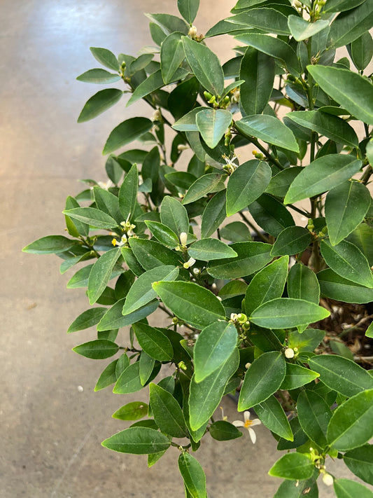 Citrus Key Lime