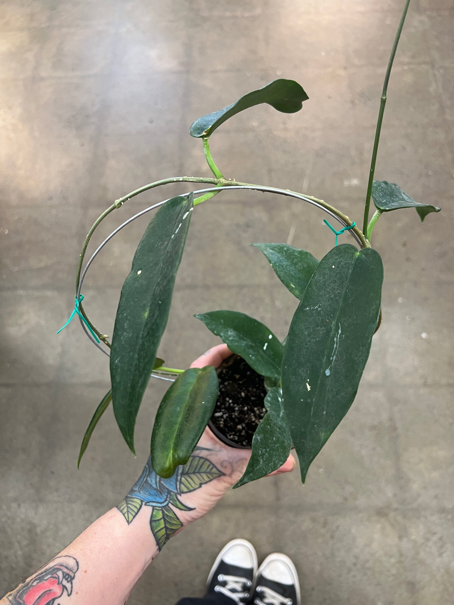 Hoya CV. Kaimuki
