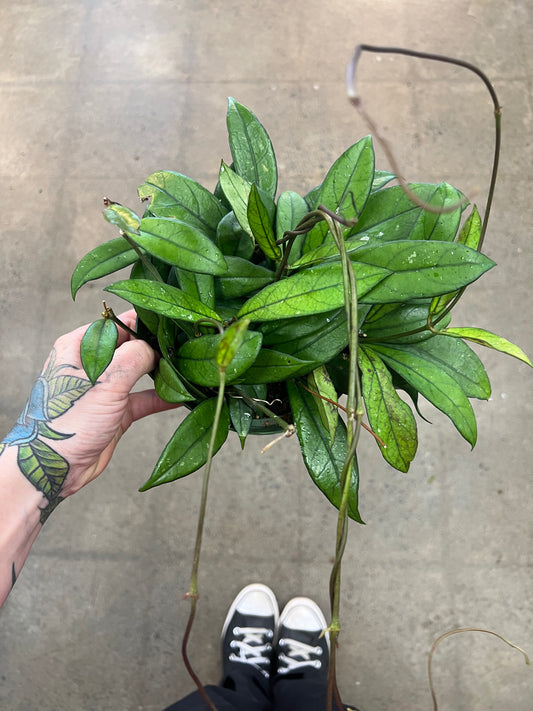 Hoya Crassipetiolata