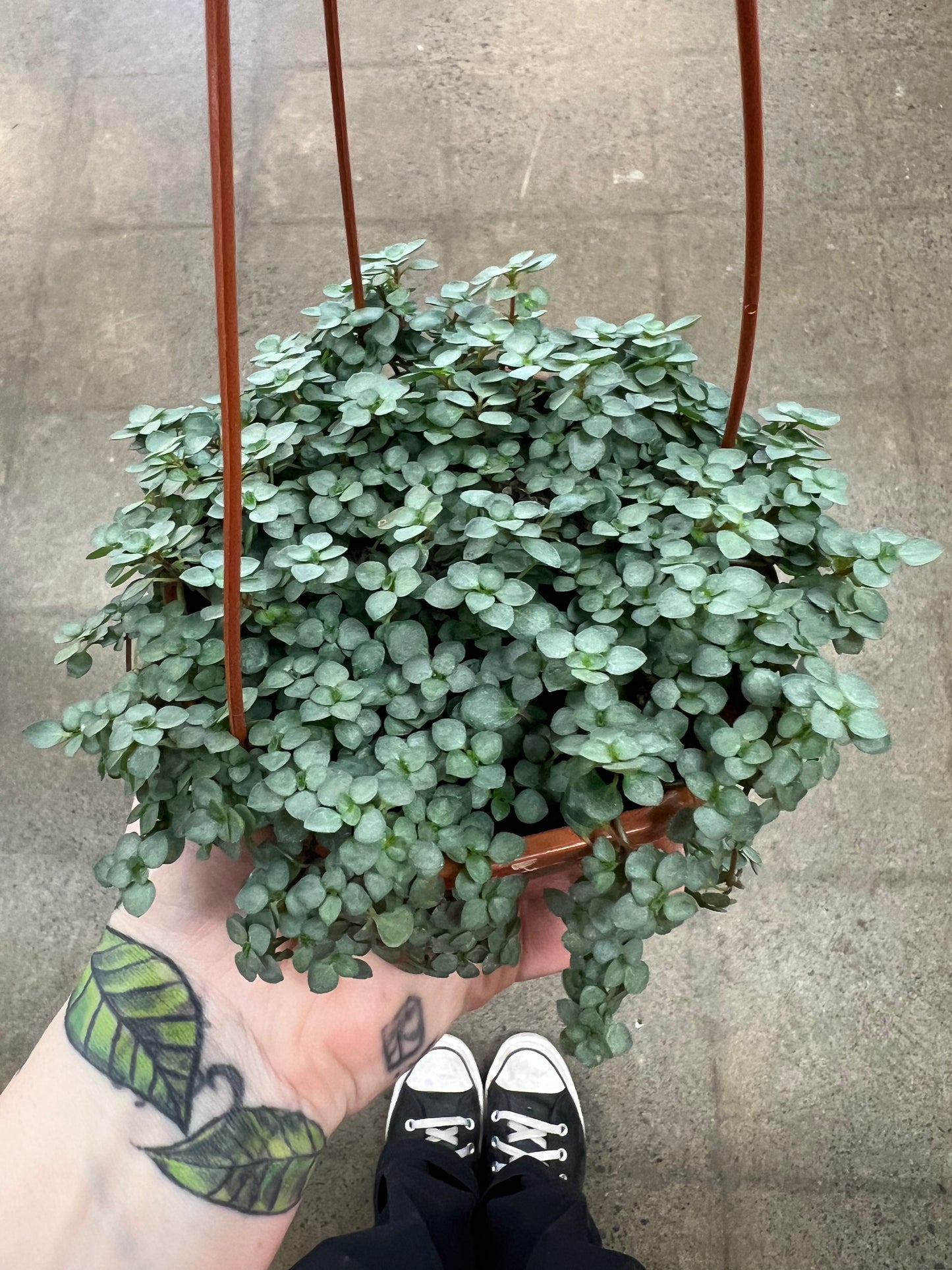 Pilea Aquamarine