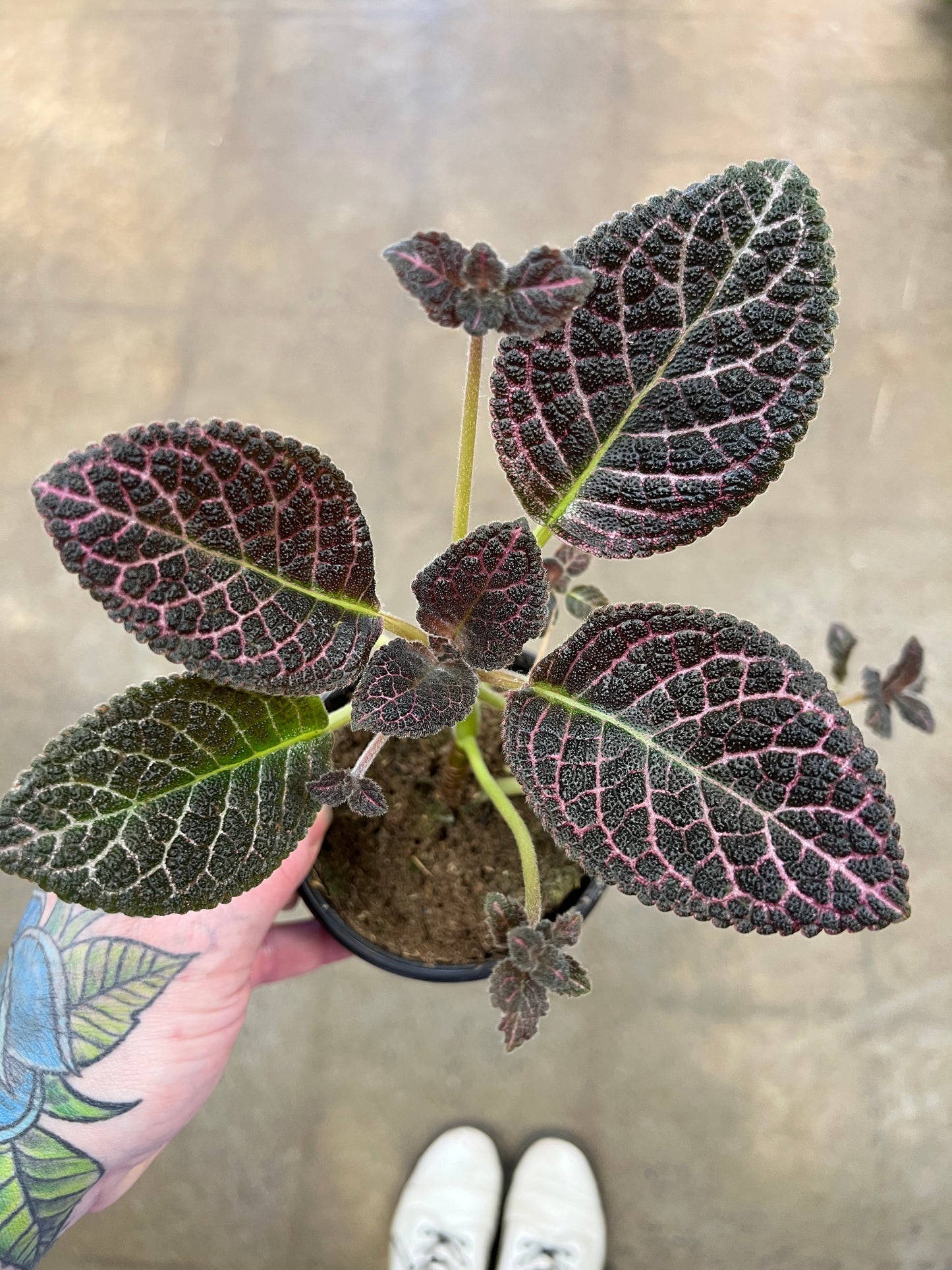 Episcia Copper