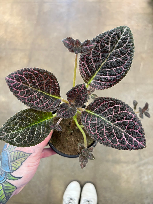 Episcia Copper