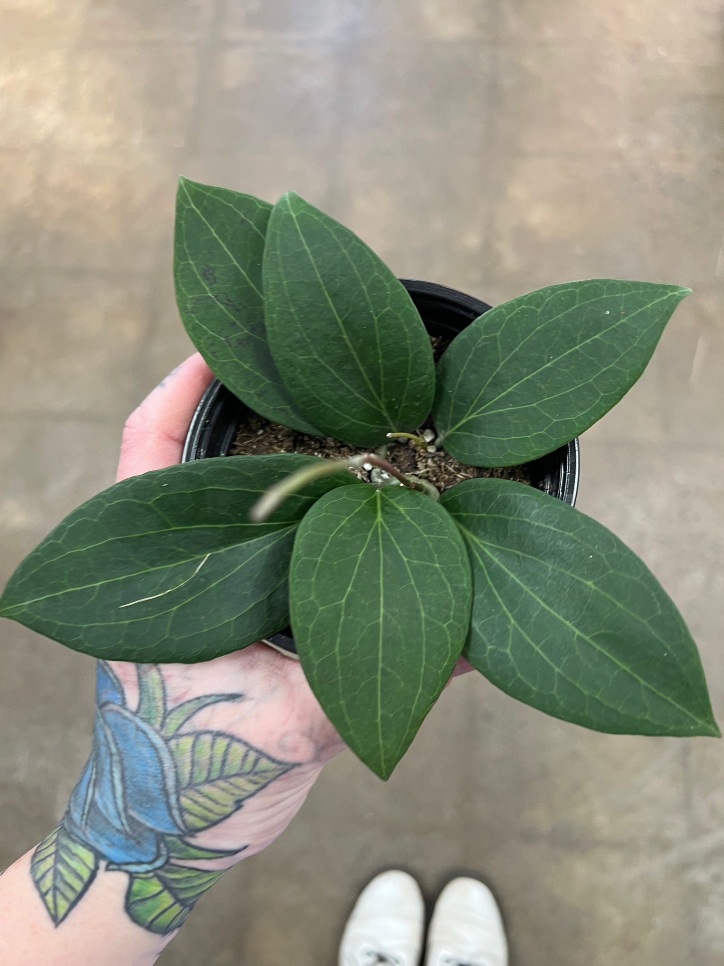 Hoya Pottsii