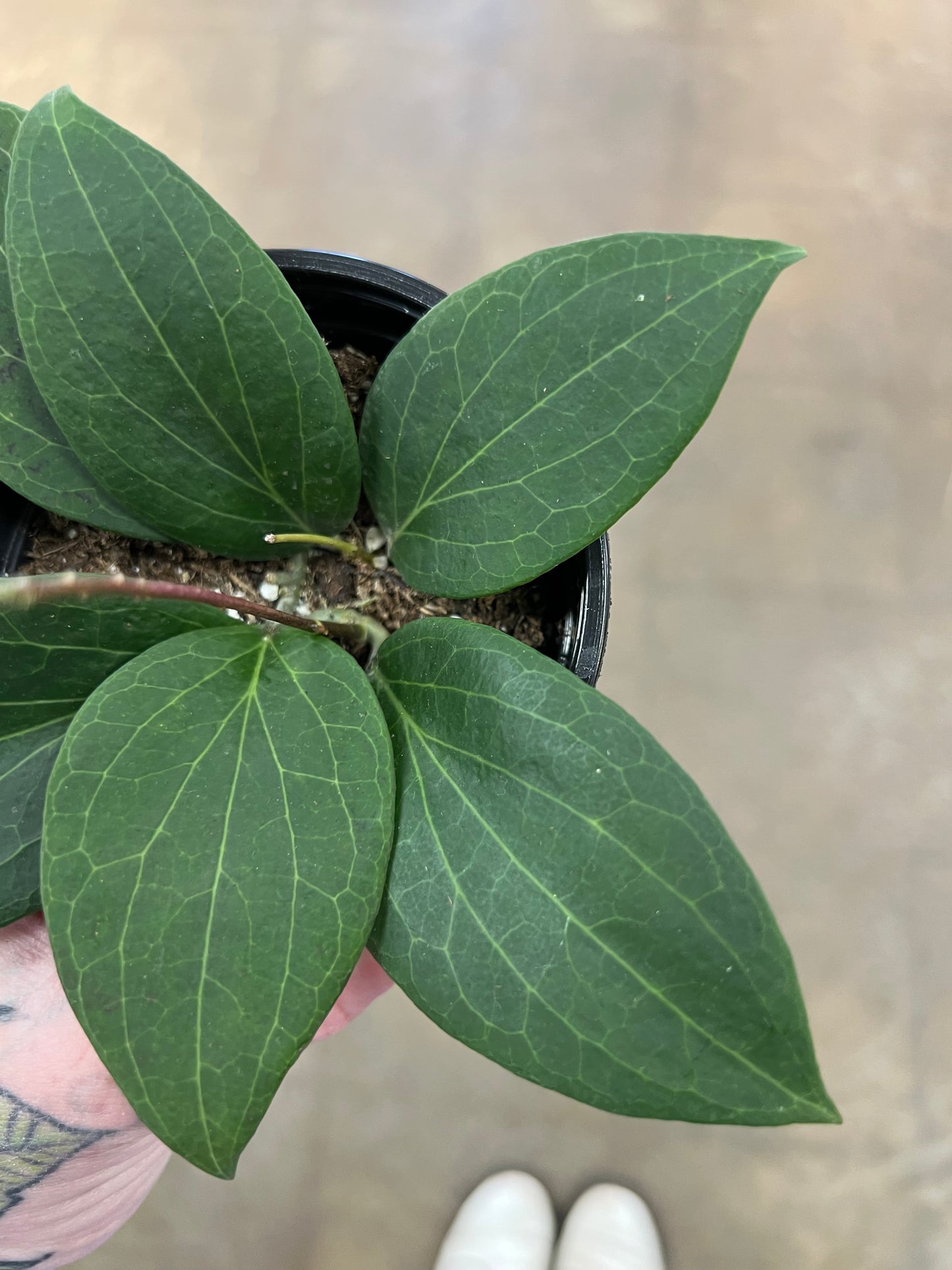 Hoya Pottsii