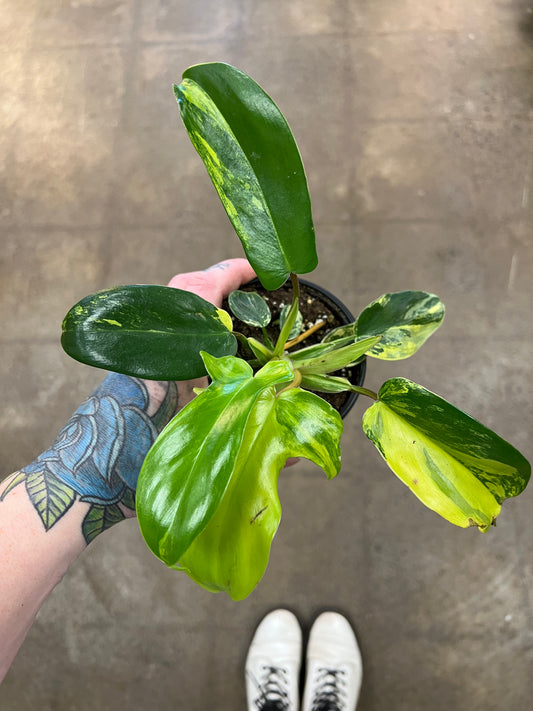 Philodendron Florida Beauty Variegated