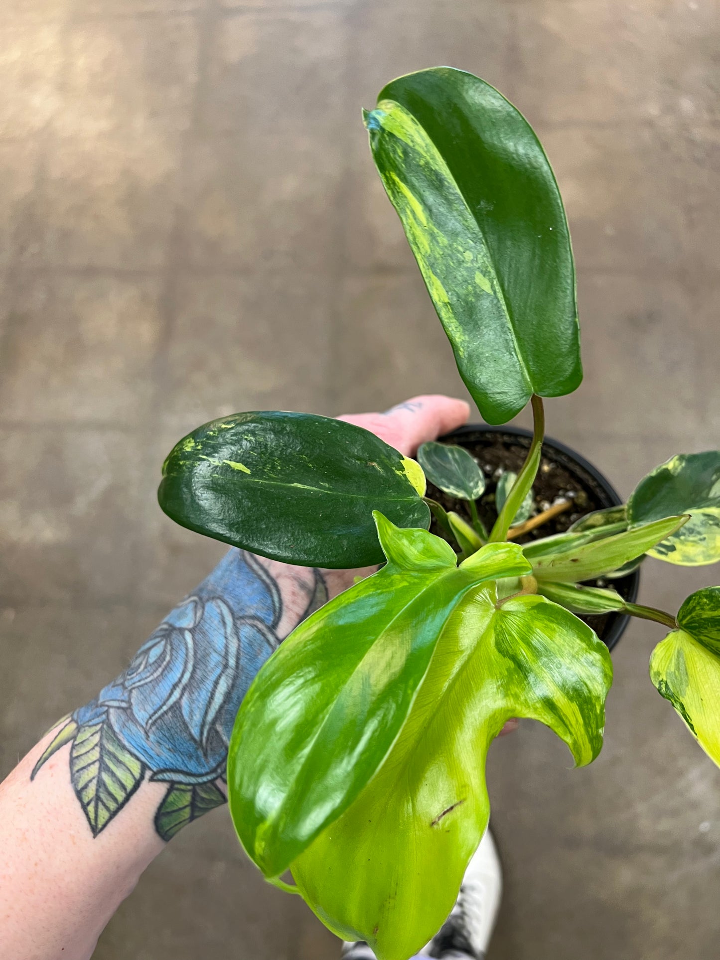 Philodendron Florida Beauty Variegated