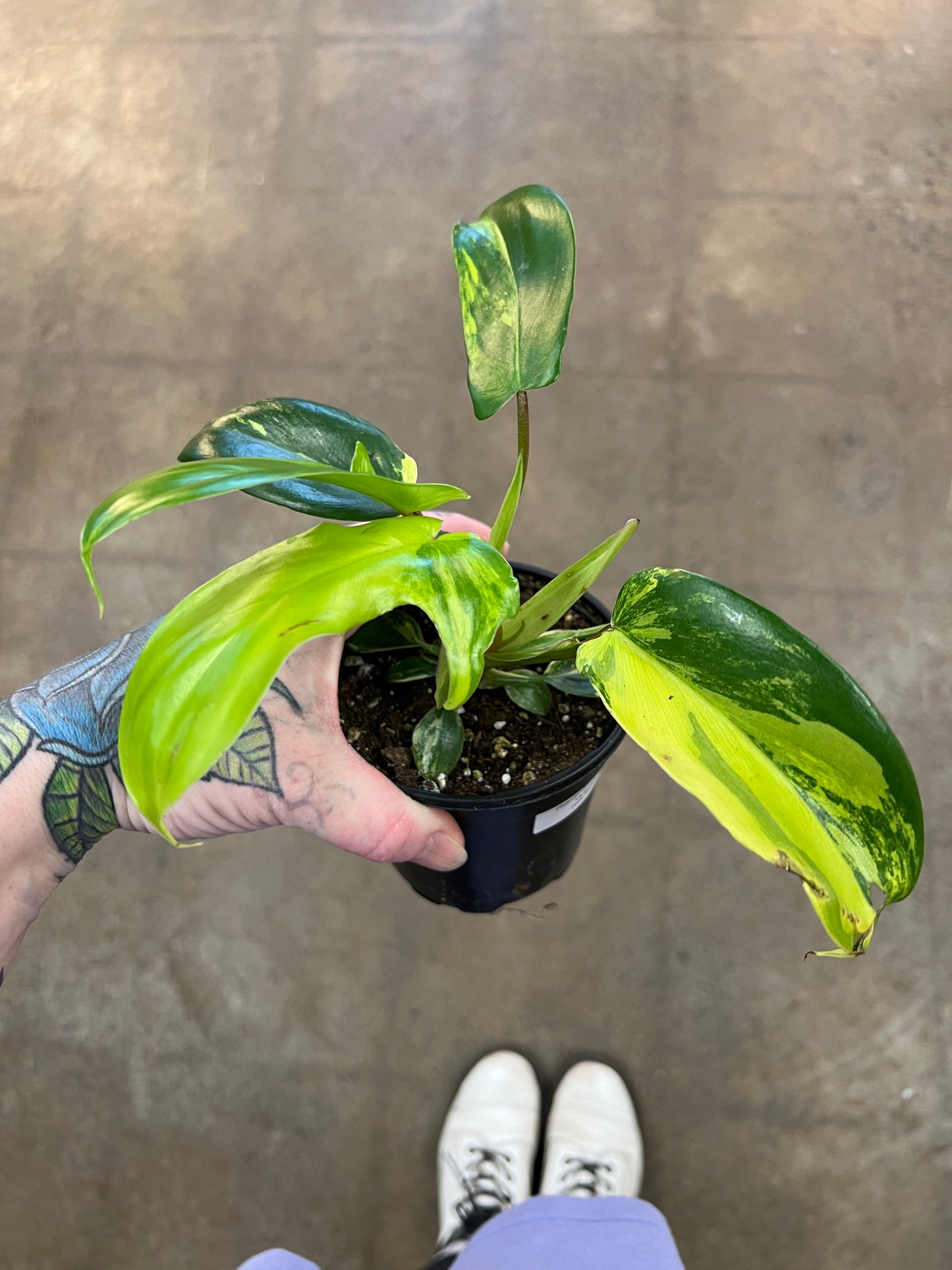 Philodendron Florida Beauty Variegated