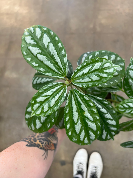 Pilea Aluminum