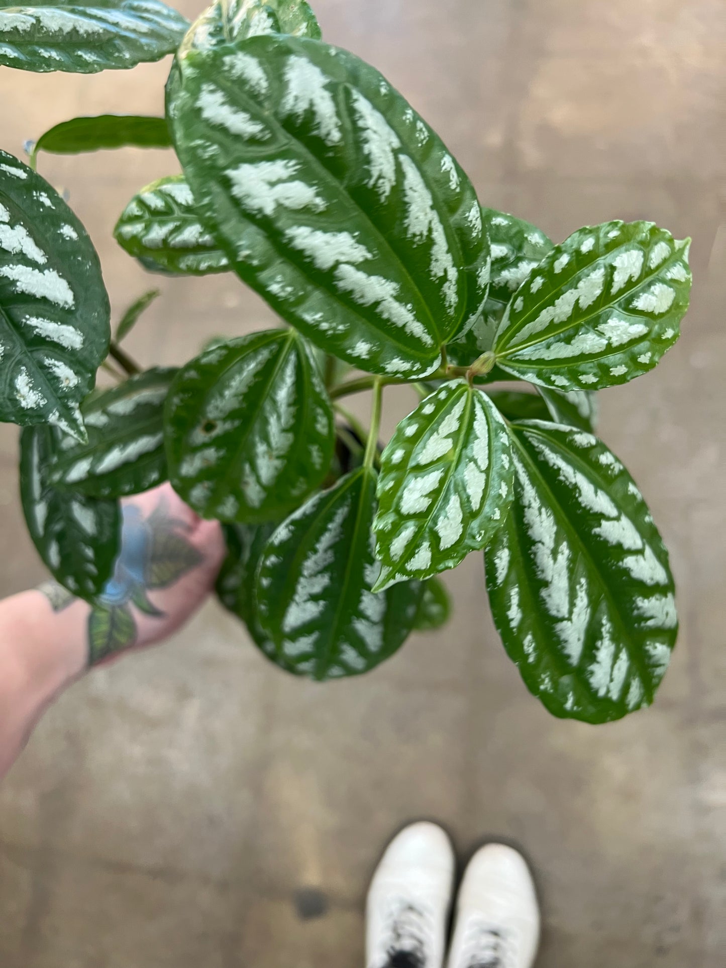 Pilea Aluminum
