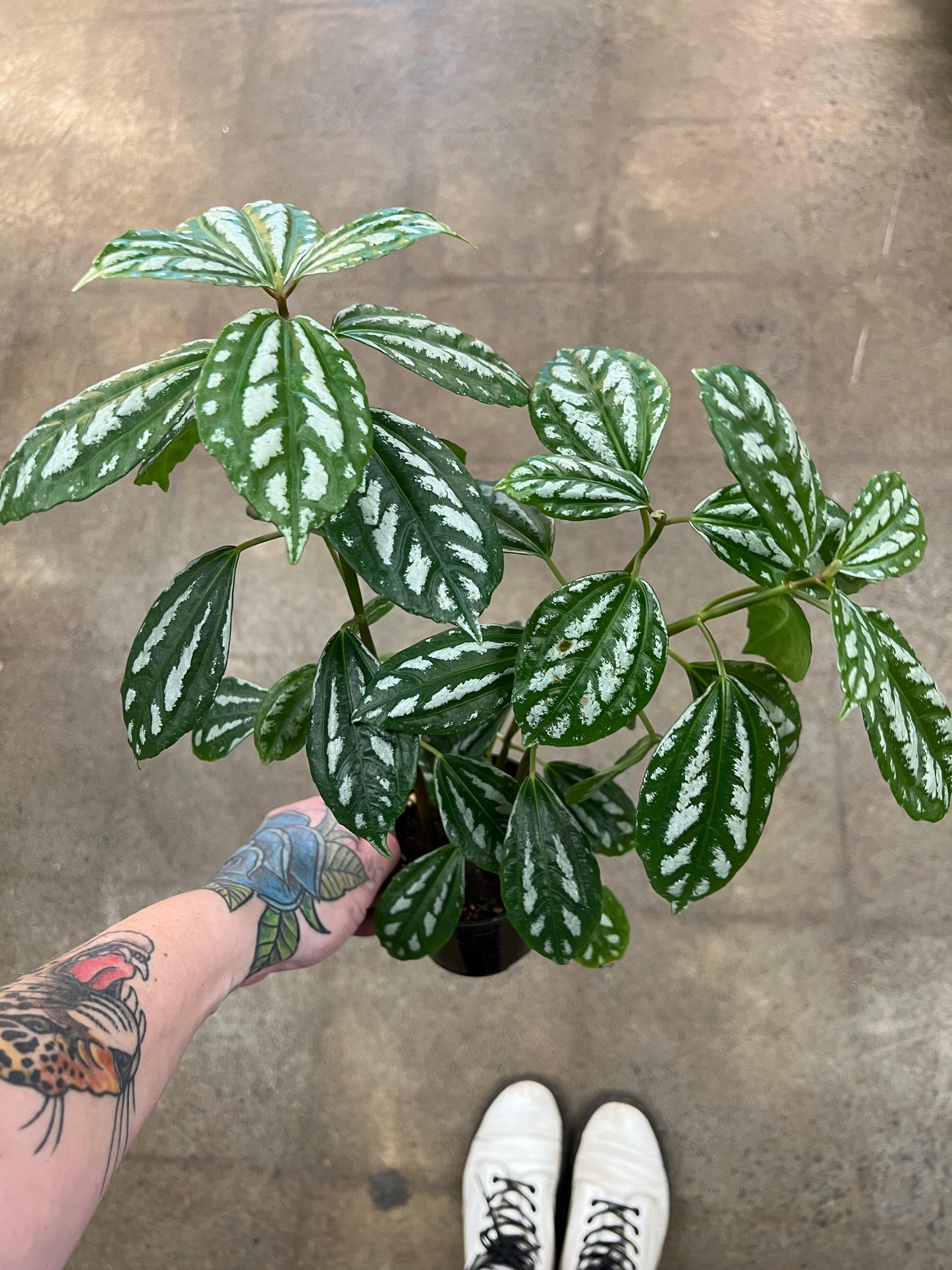 Pilea Aluminum