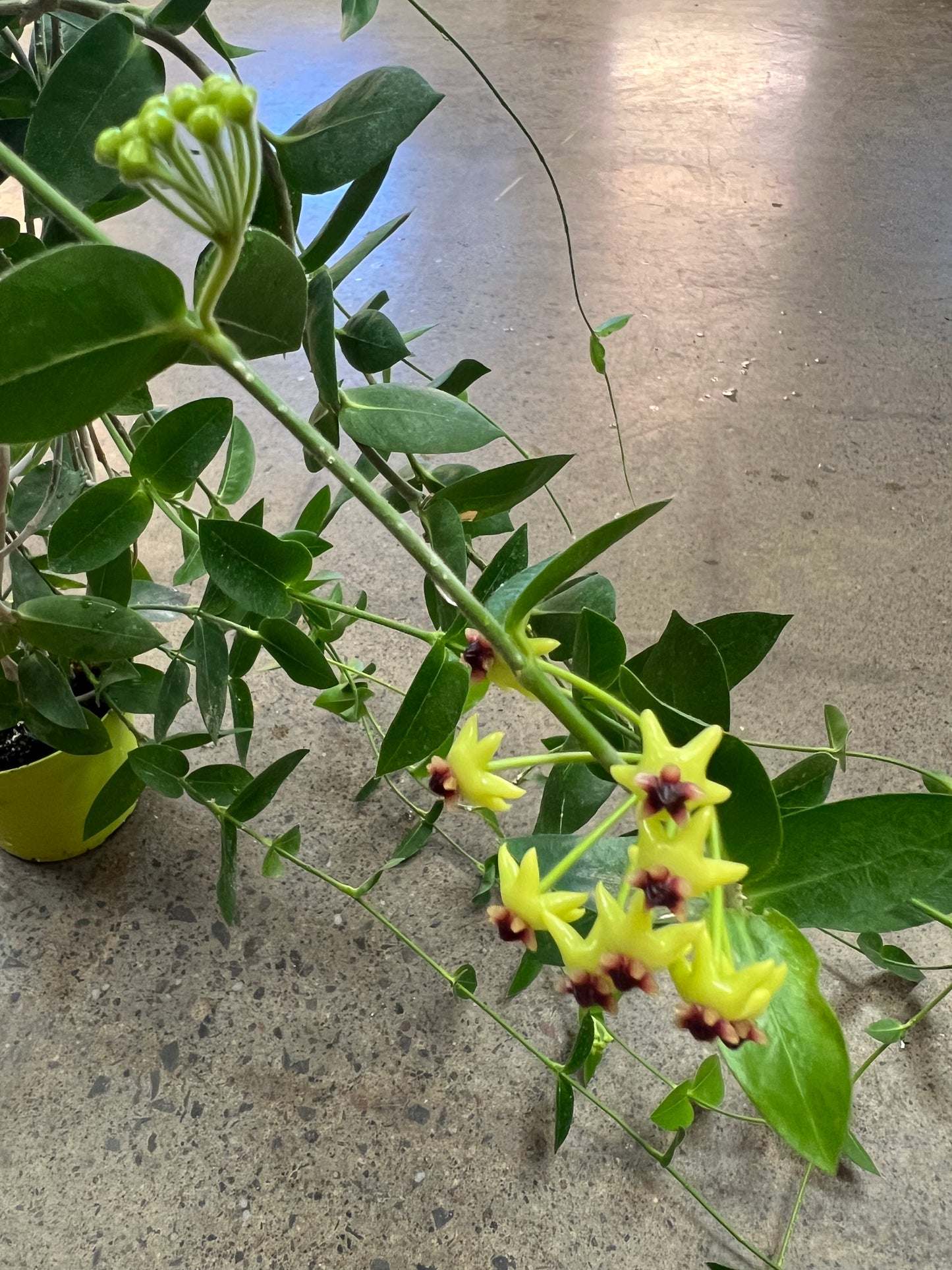 Hoya Densifolia