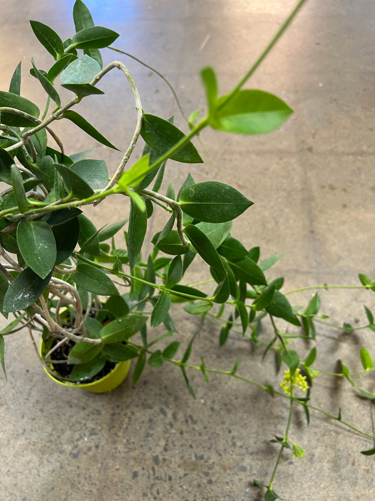 Hoya Densifolia