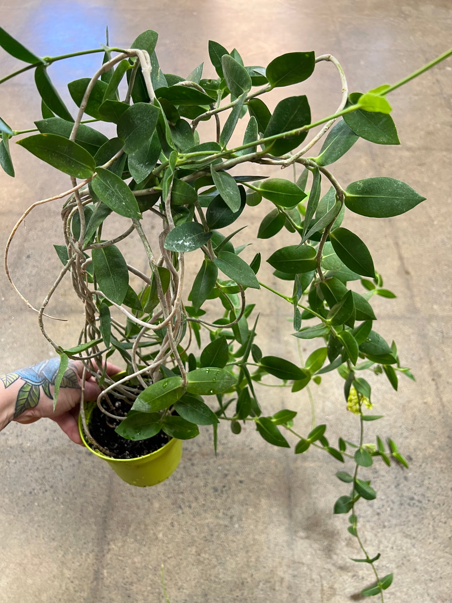 Hoya Densifolia