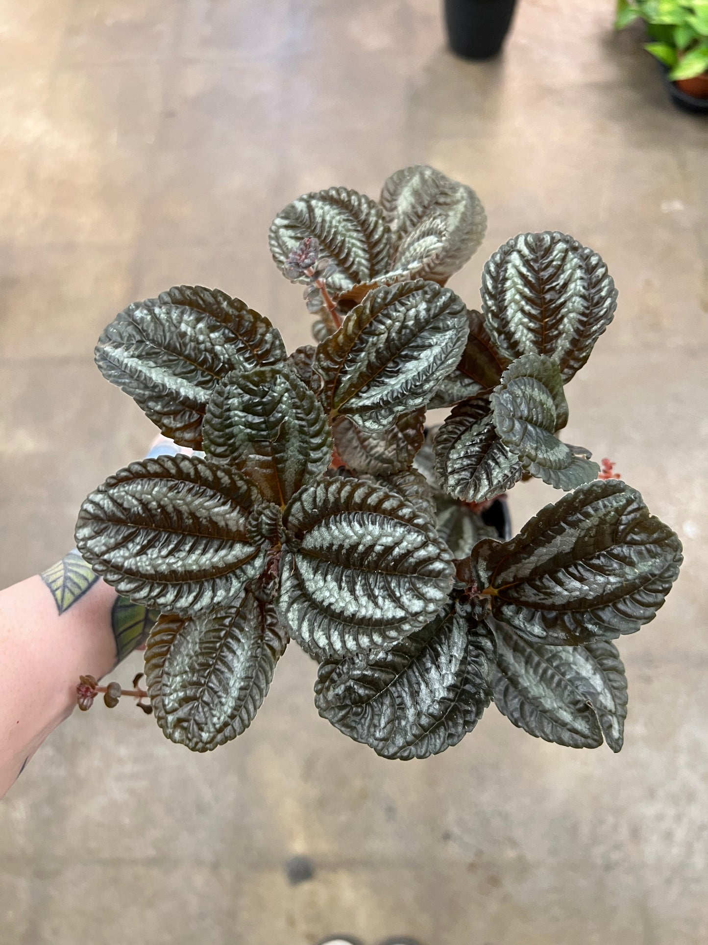Pilea Spruceana Rouge