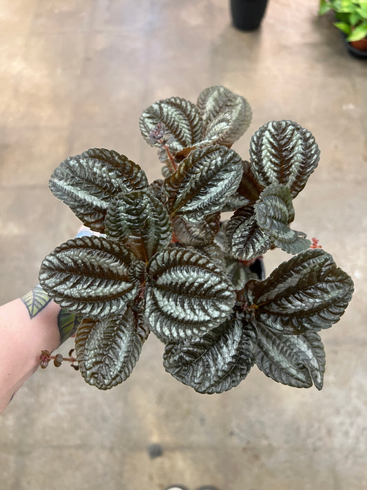 Pilea Spruceana Rouge