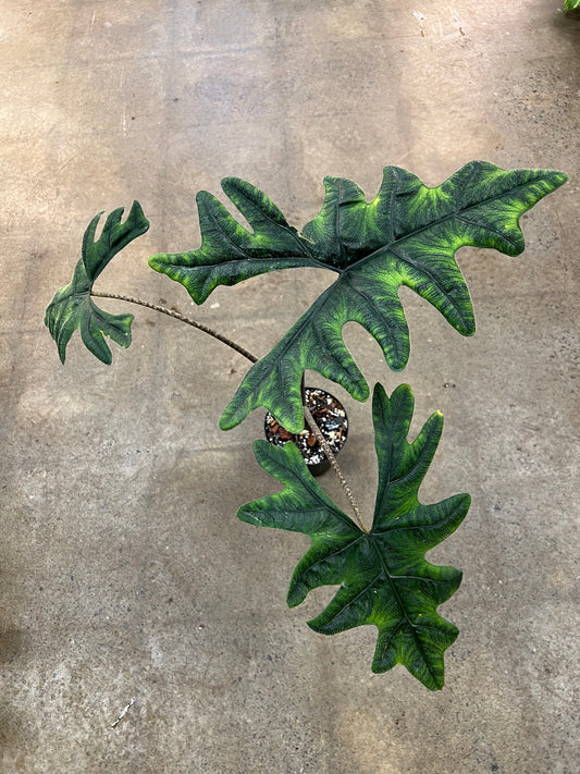 Alocasia Jacklyn