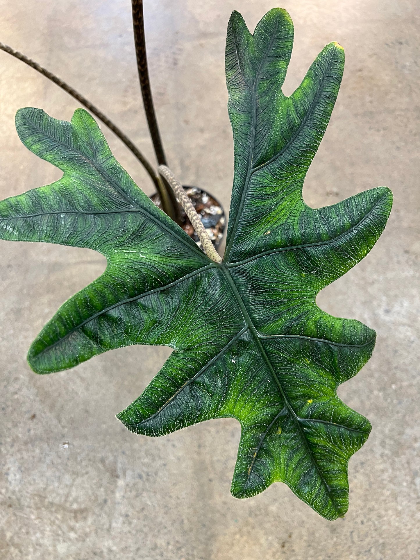 Alocasia Jacklyn