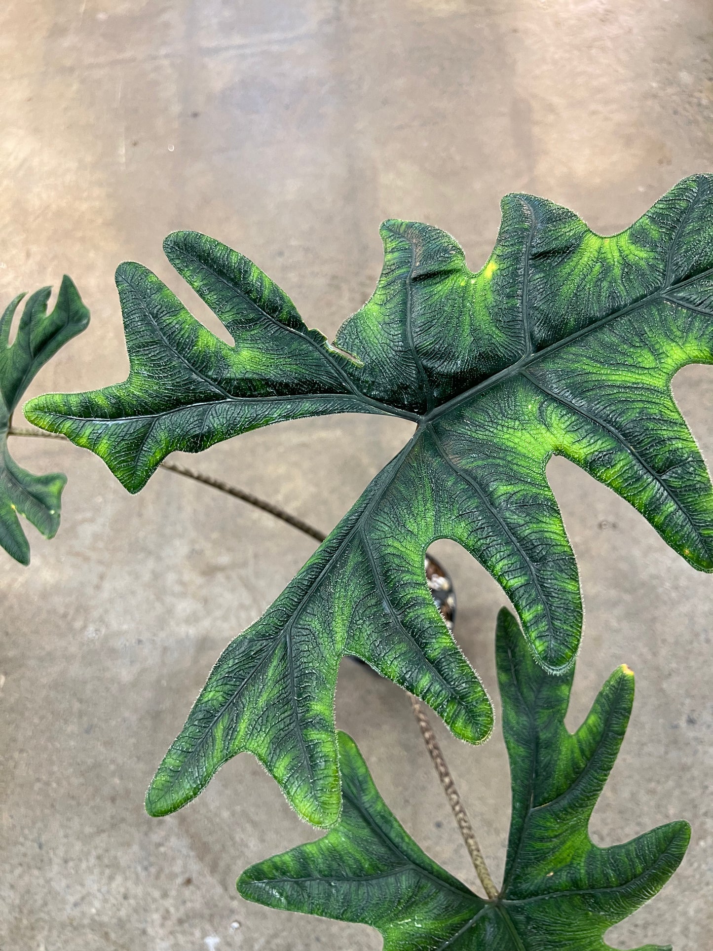 Alocasia Jacklyn