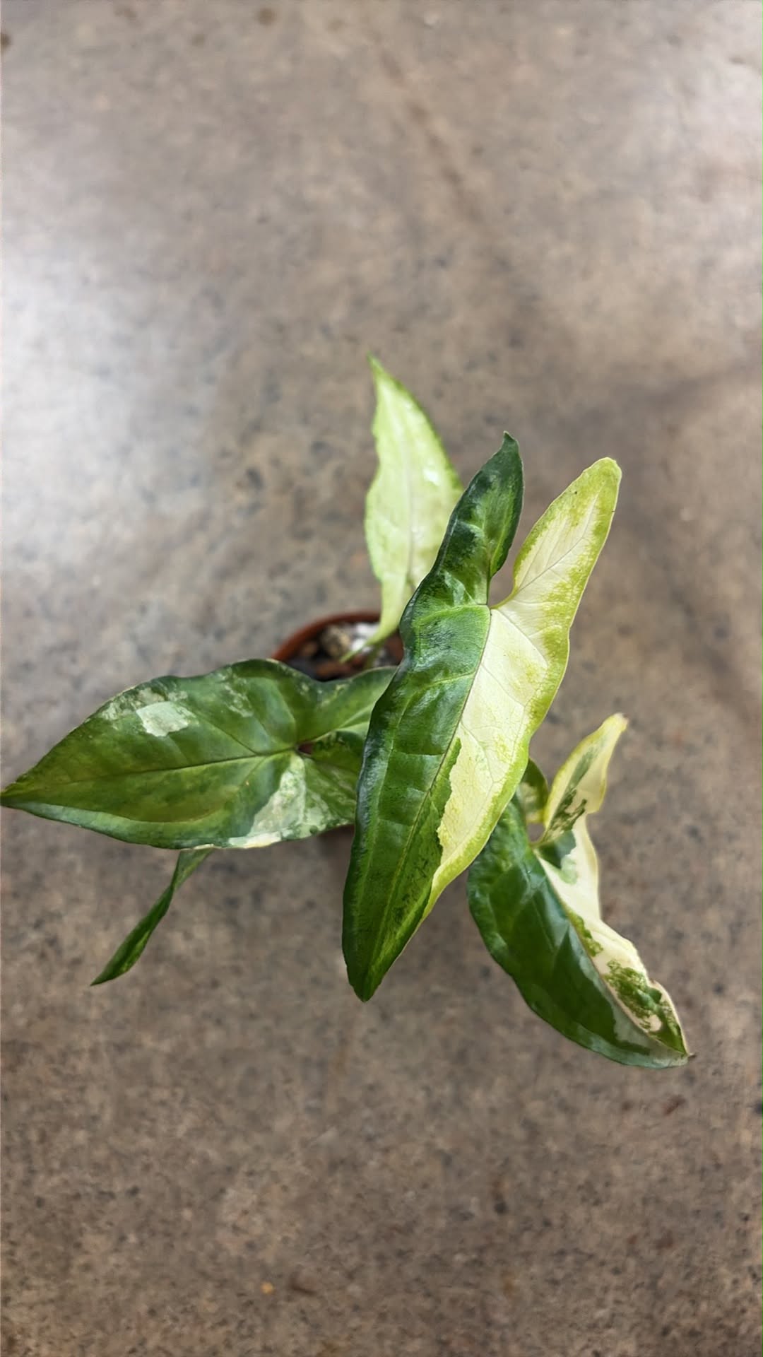 Syngonium Angustatum Variegated