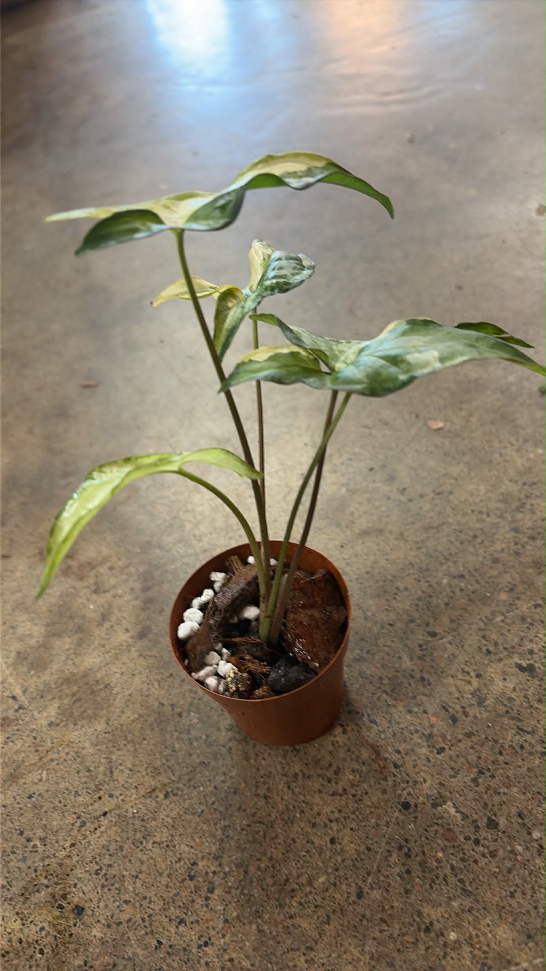 Syngonium Angustatum Variegated