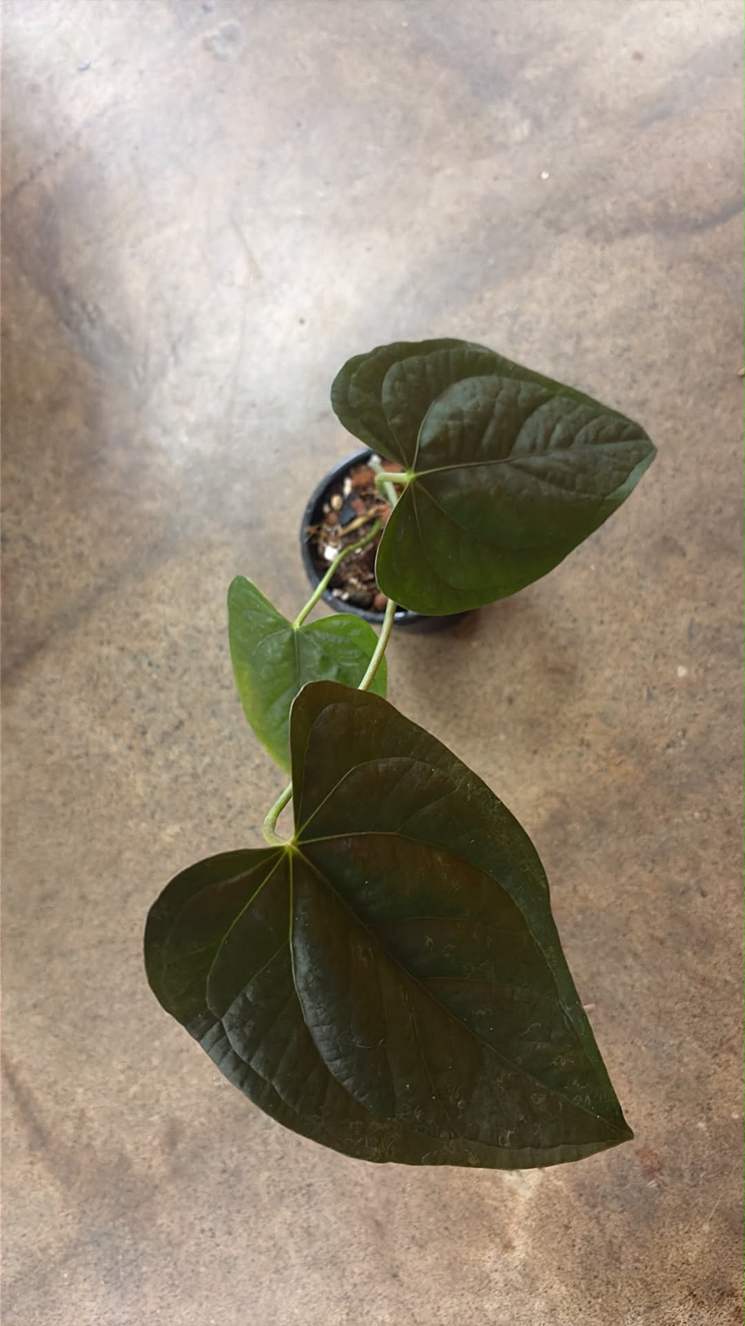 Anthurium Queen of Heart