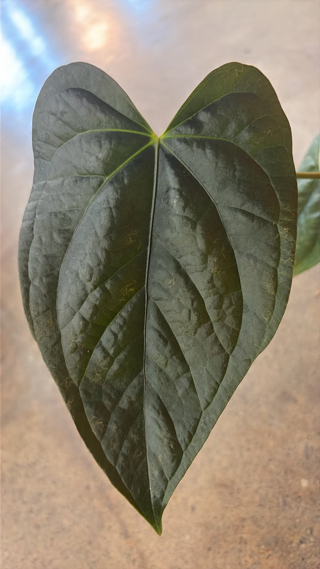 Anthurium Queen of Heart