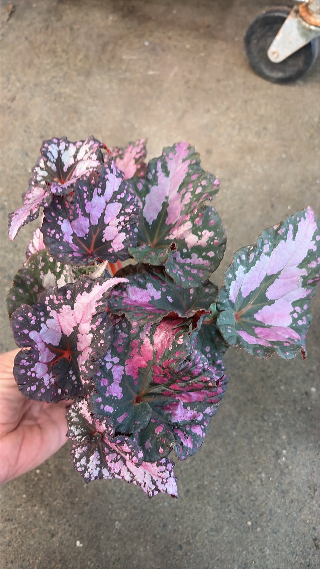Bégonia Harmony's Twisted Sister