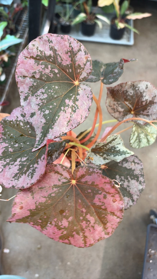 Bégonia Harmony's Sykakiengii