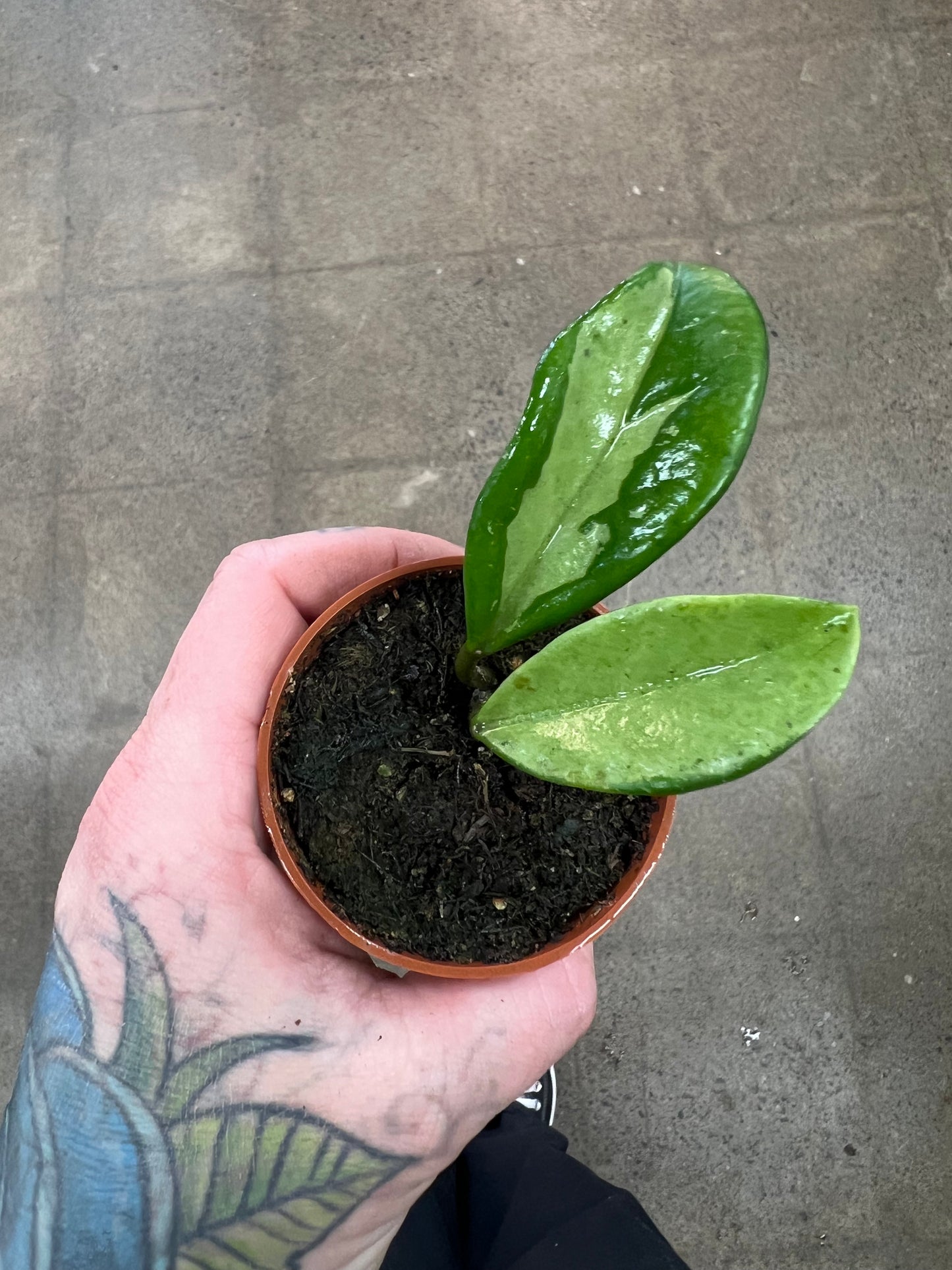 Hoya Silver Moon