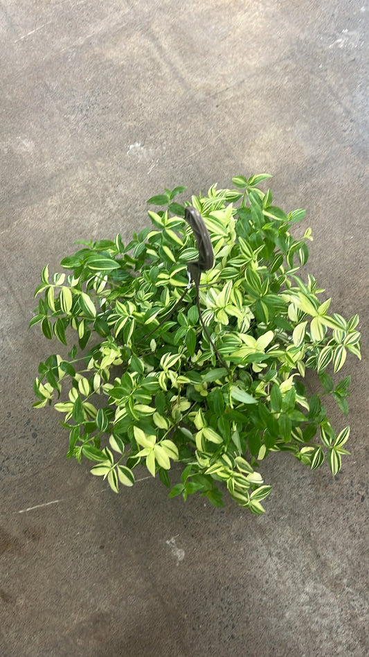 Tradescantia Fluminensis Variegata