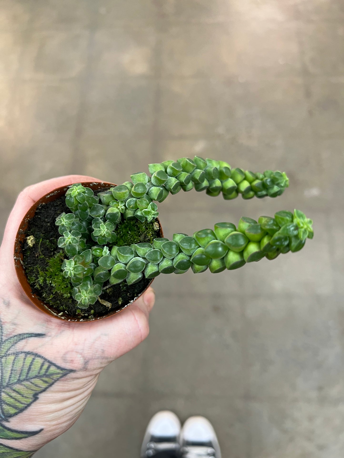 Peperomia Columnea
