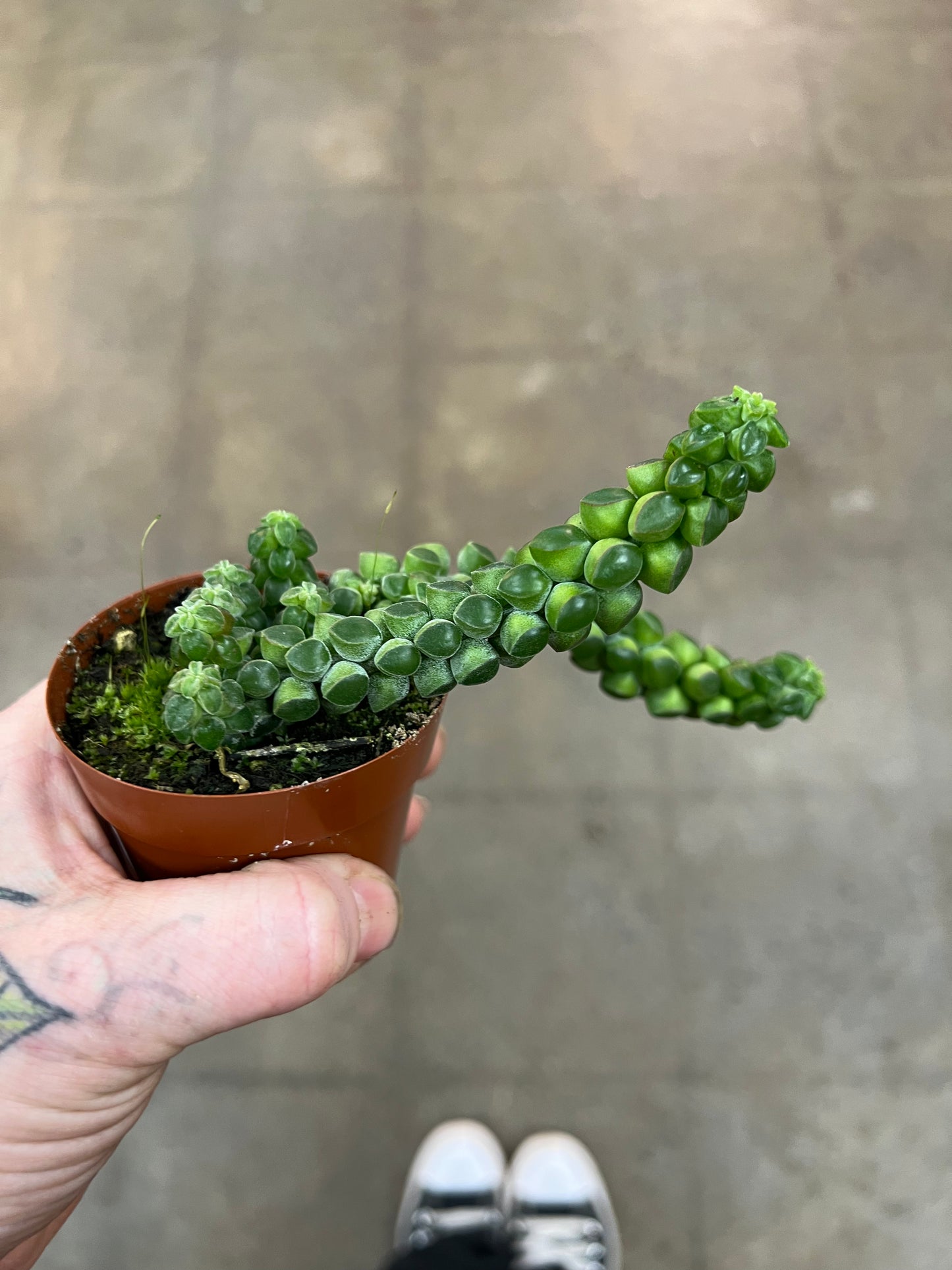 Peperomia Columnea