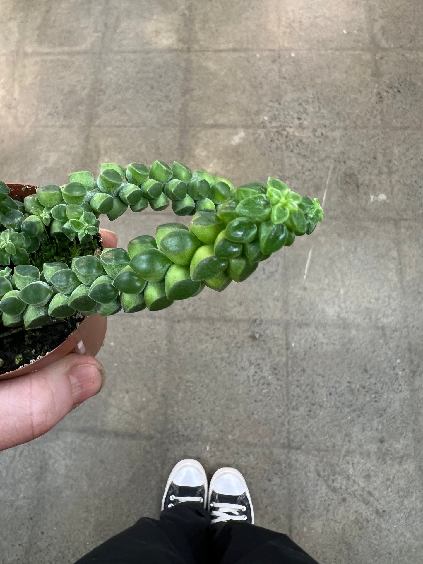 Peperomia Columnea