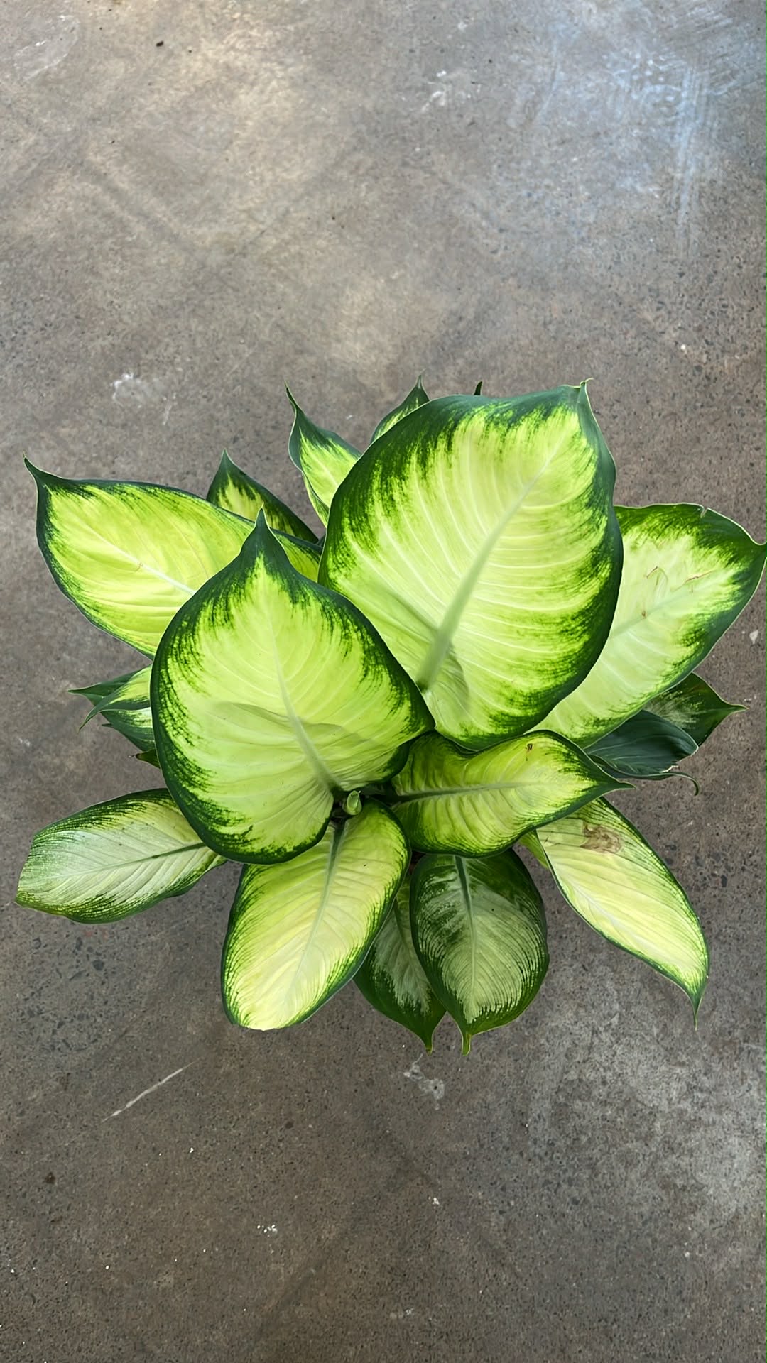 Dieffenbachia Tropic Marianne