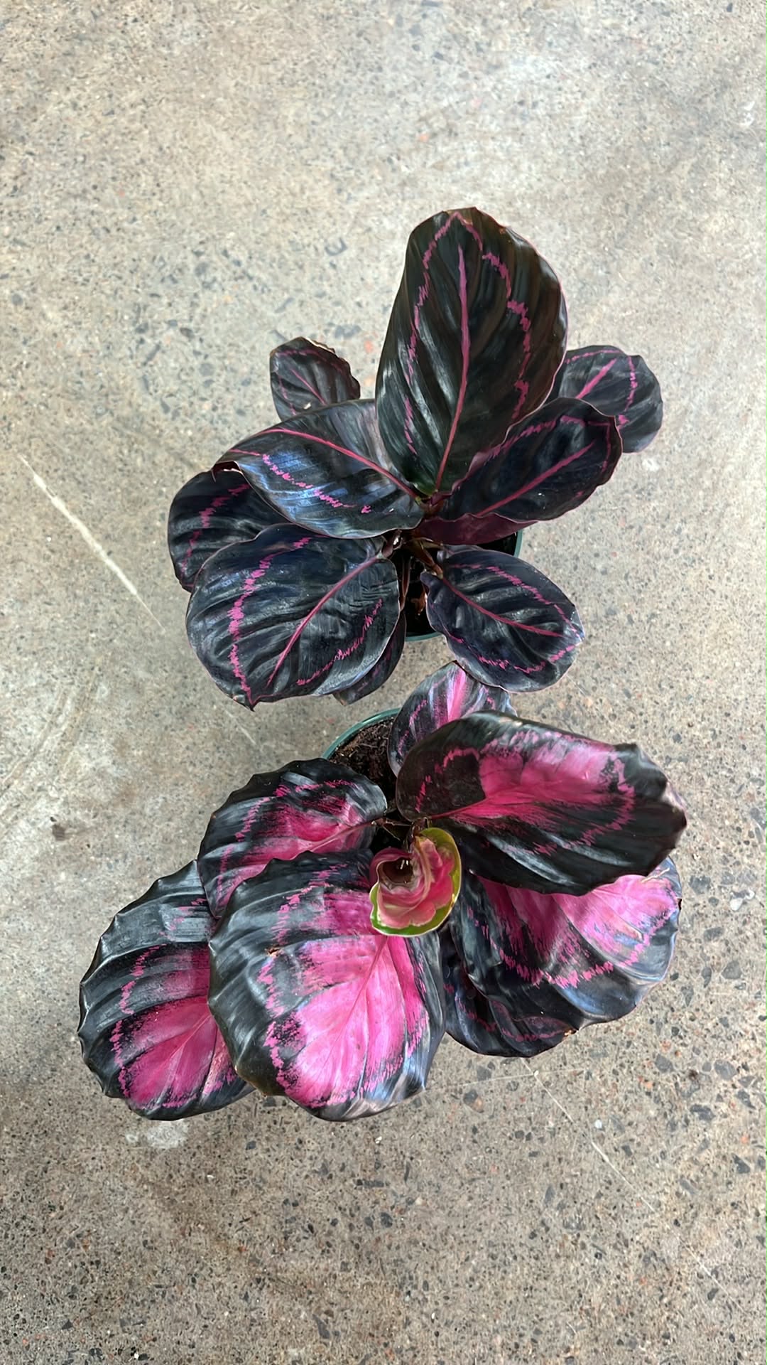 Calathea Crimson