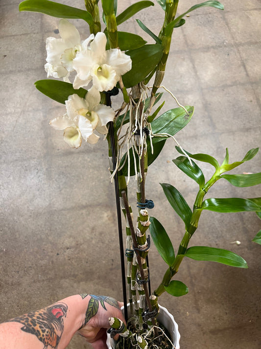 Orchidée Dendrobium