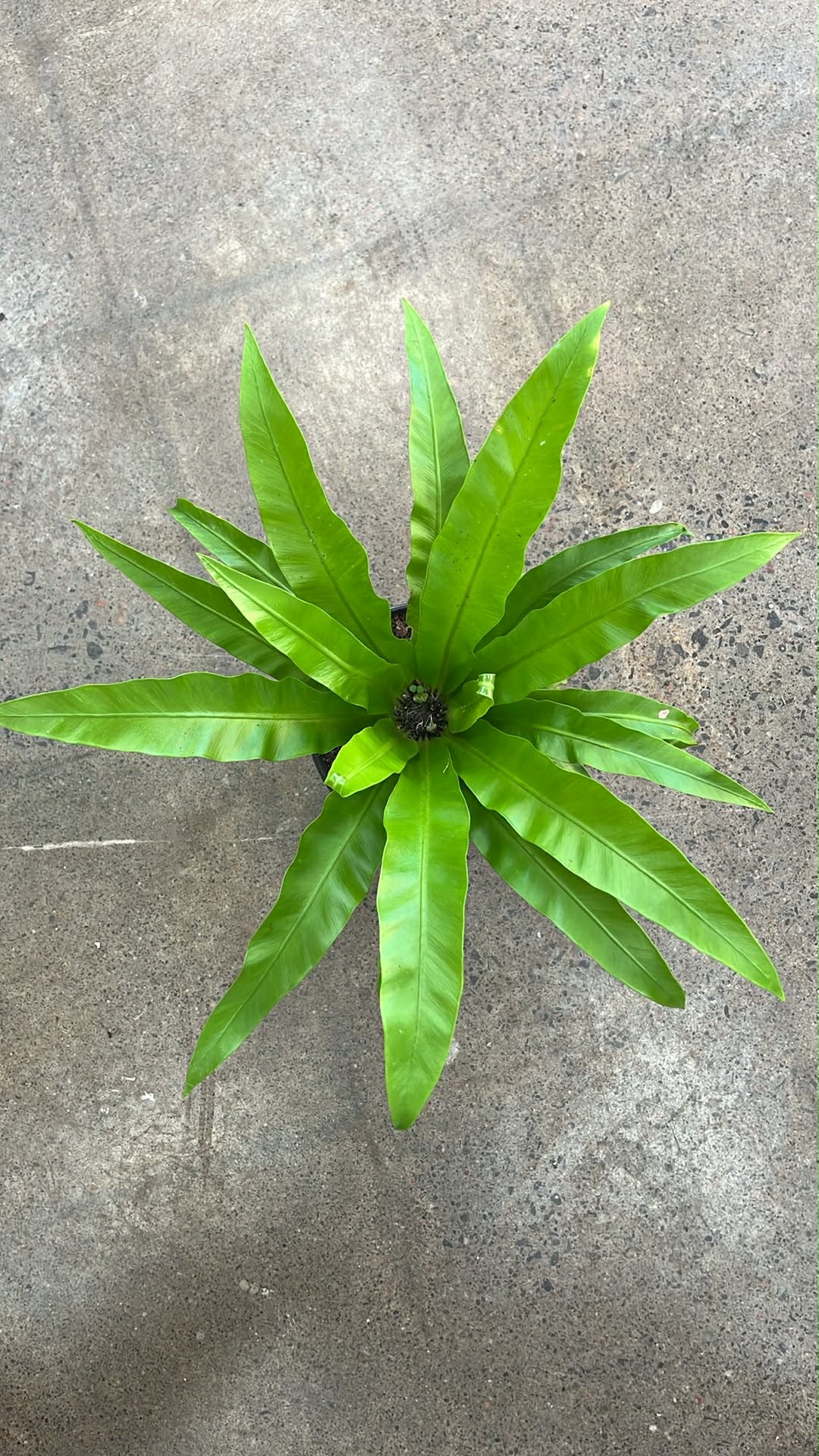 Fern Asplenium nidus Crissie