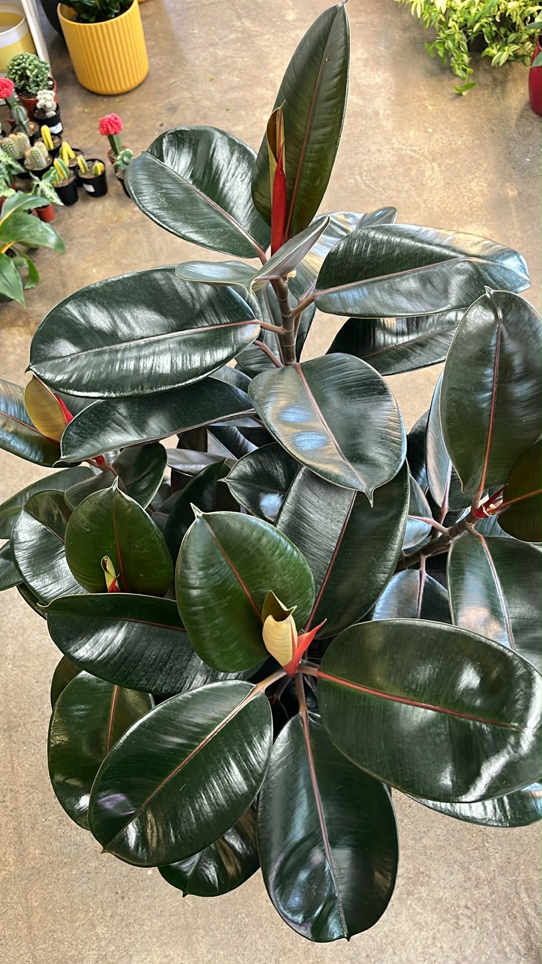 Ficus Burgundy