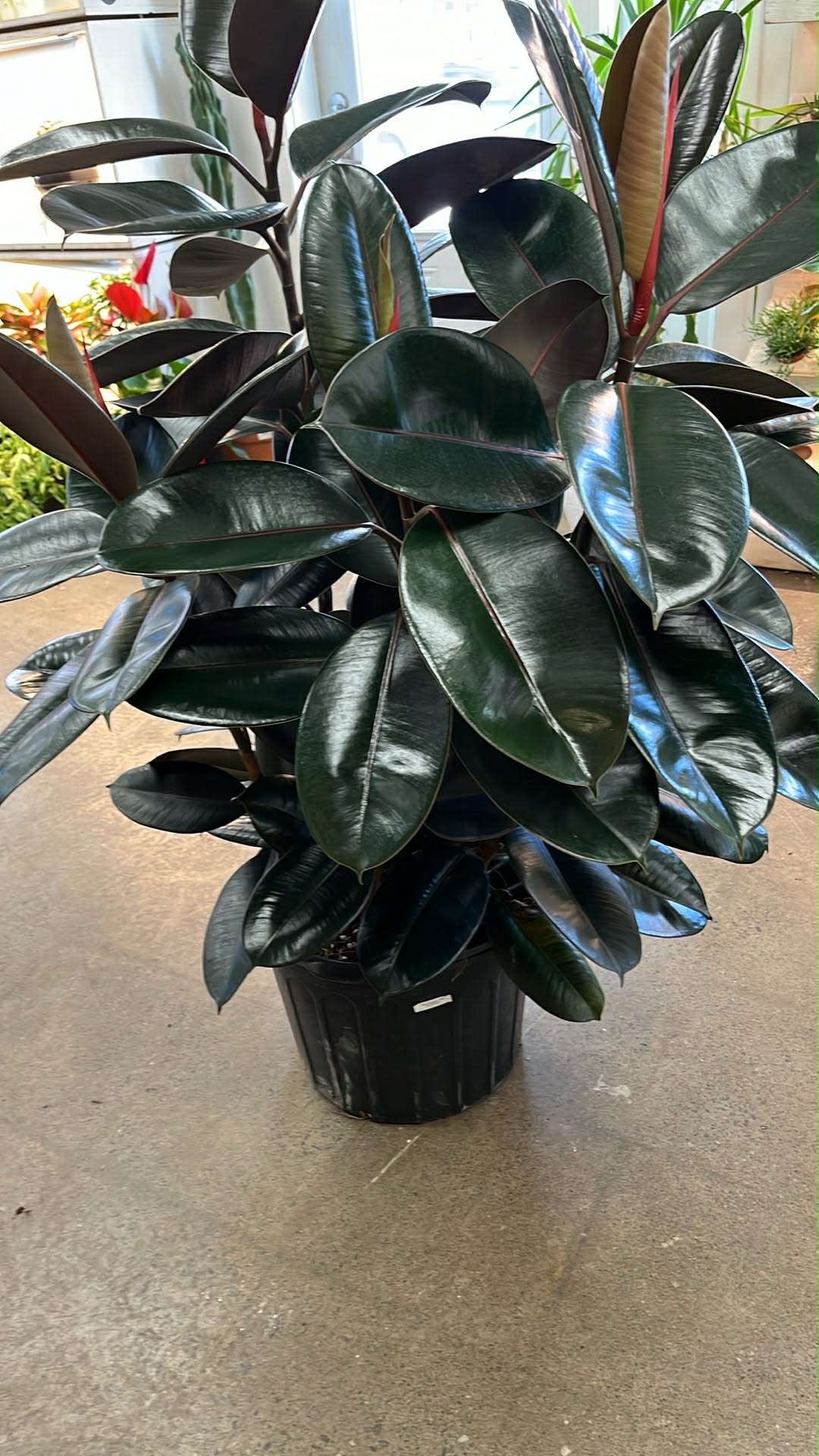 Ficus Burgundy