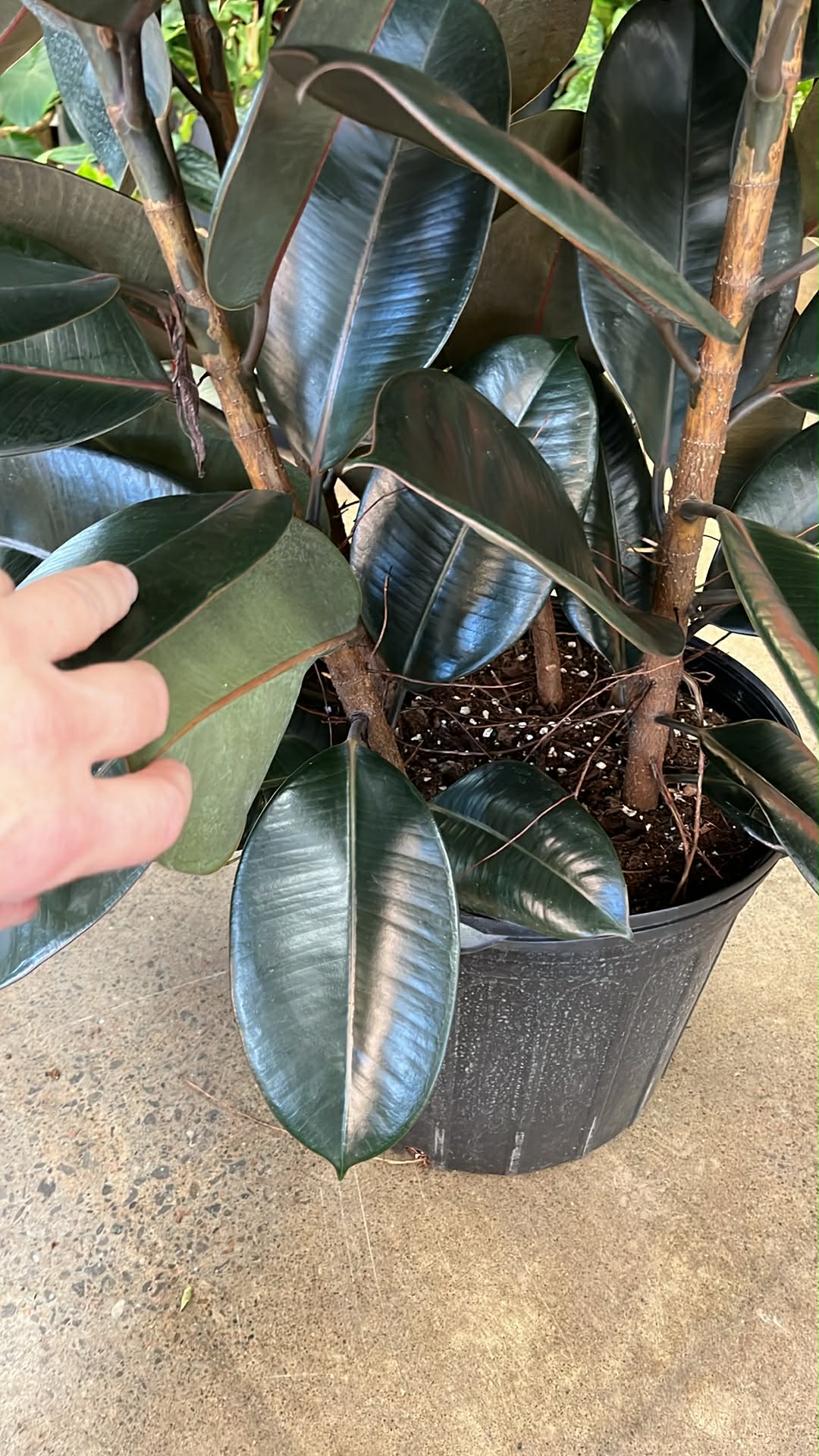 Ficus Burgundy