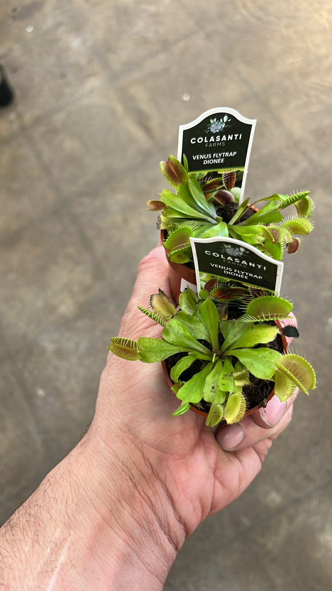 Venus Flytrap Dionaea Muscipula