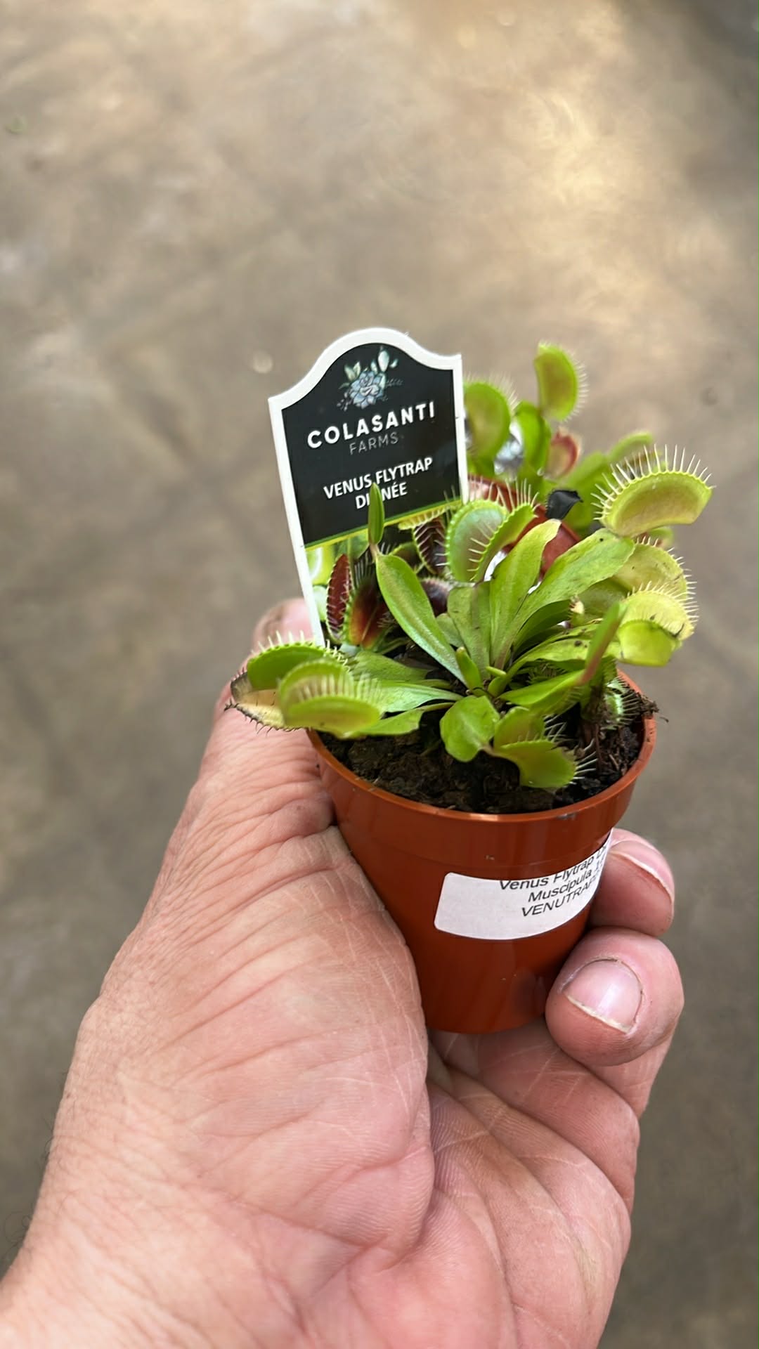Venus Flytrap Dionaea Muscipula